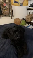 Dante, a male Giant Schnauzer for sale in Miami, FL – 9 of 10