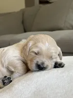 “Blue” , a male English Cream Golden Retriever for sale in Happy Valley, OR – 4 of 7