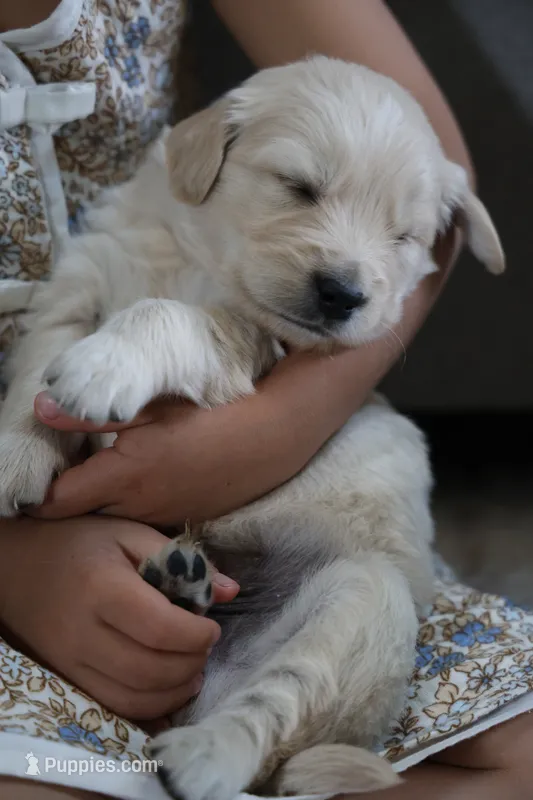 “Blue”  – English Cream Golden Retriever puppy for sale in Happy Valley, OR