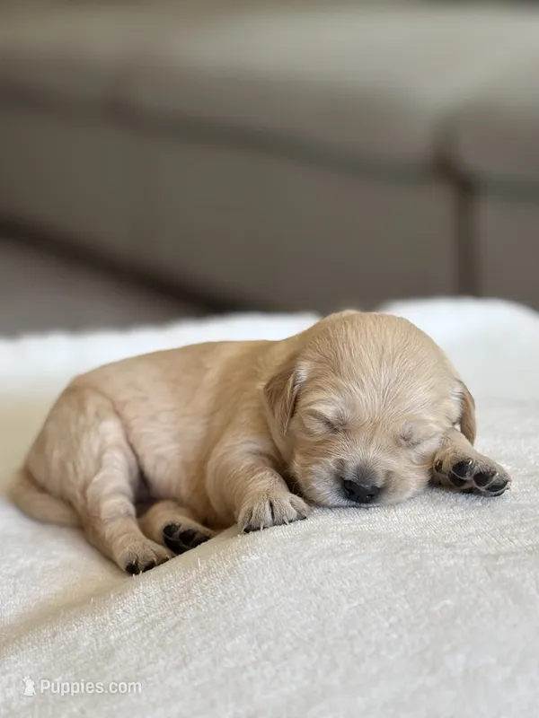 “Purple” – Golden Retriever puppy for sale in Happy Valley, OR