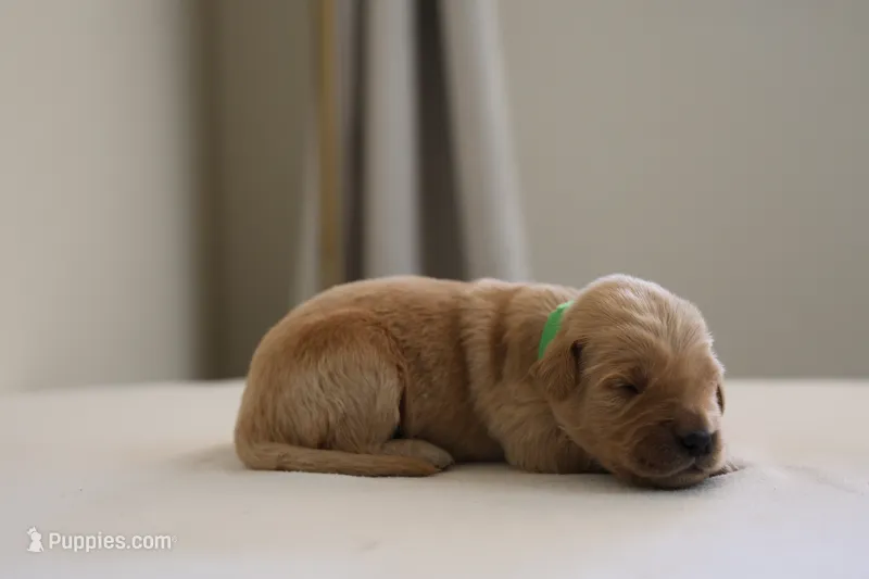 “Green” – Golden Retriever puppy for sale in Happy Valley, OR