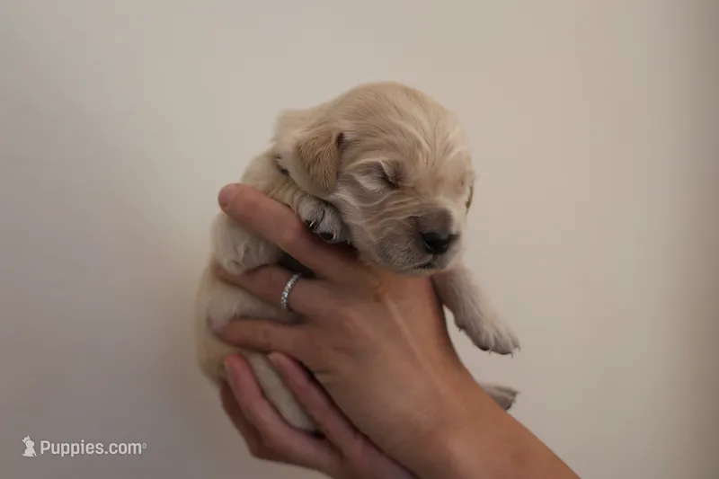 “Gray” – English Cream Golden Retriever puppy for sale in Happy Valley, OR