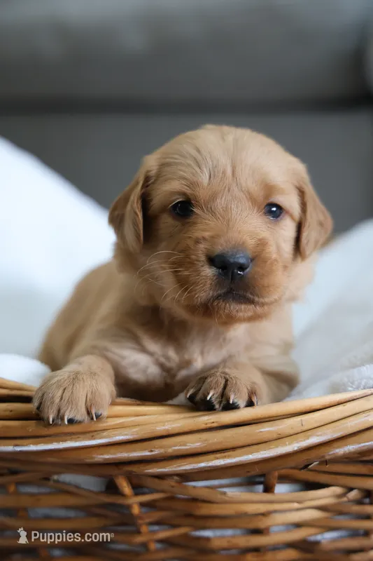 “Pink” – Golden Retriever puppy for sale in Happy Valley, OR