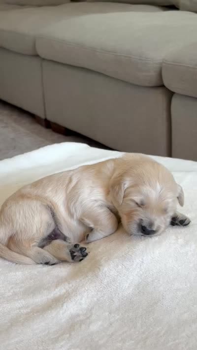 “Blue” , a male English Cream Golden Retriever for sale in Happy Valley, OR – 7 of 7
