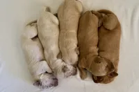 “Gray”, a male English Cream Golden Retriever for sale in Happy Valley, OR – 10 of 10