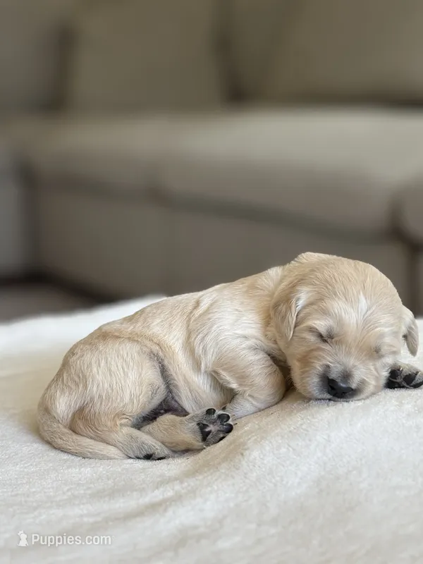 “Blue” , a male English Cream Golden Retriever for sale in Happy Valley, OR – 1 of 7