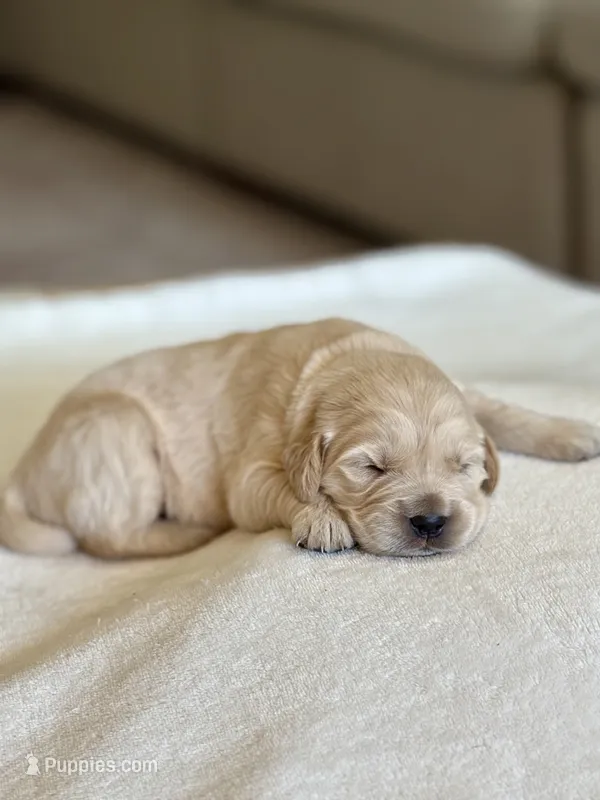 "Black" – English Cream Golden Retriever puppy for sale in Happy Valley, OR