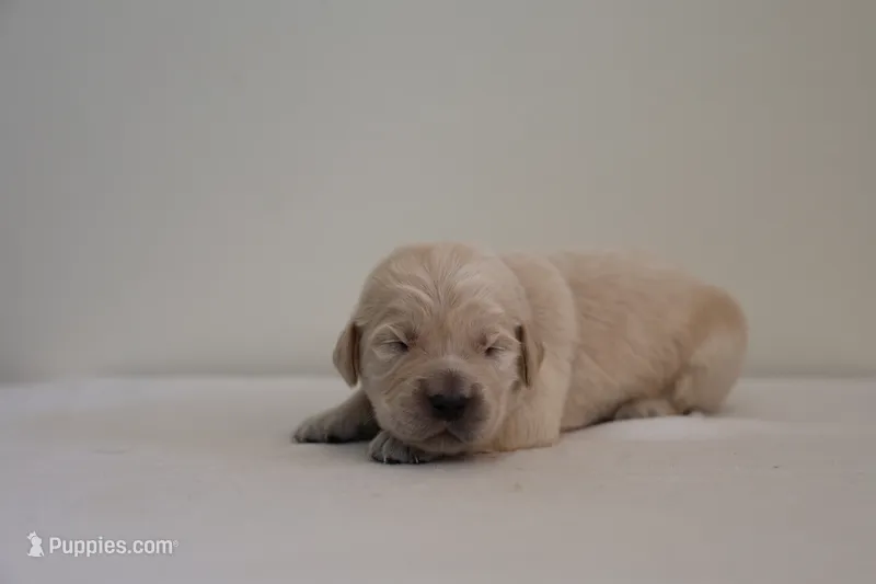 "Black" – English Cream Golden Retriever puppy for sale in Happy Valley, OR