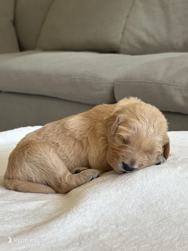 “Green” – Golden Retriever puppy for sale in Happy Valley, OR