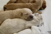 “Purple”, a female Golden Retriever for sale in Happy Valley, OR – 7 of 10