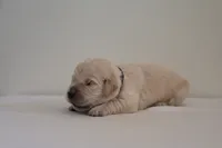 "Black", a male English Cream Golden Retriever for sale in Happy Valley, OR – 2 of 8