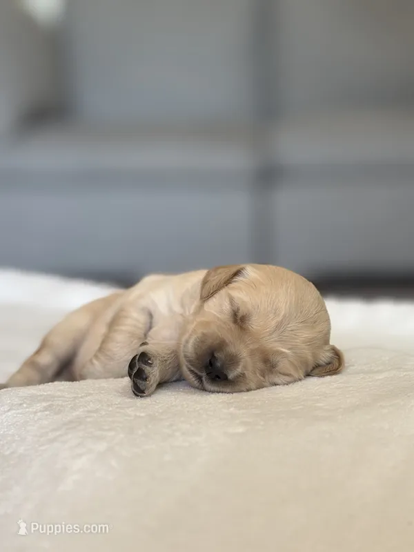 “Gray” – English Cream Golden Retriever puppy for sale in Happy Valley, OR