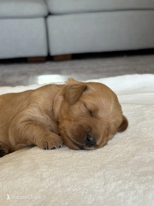 “Pink” – Golden Retriever puppy for sale in Happy Valley, OR
