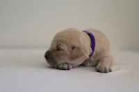 “Purple”, a female Golden Retriever for sale in Happy Valley, OR – 3 of 10
