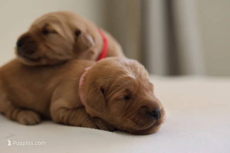 “Pink” – Golden Retriever puppy for sale in Happy Valley, OR