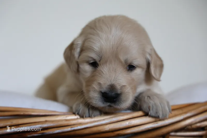 “Gray” – English Cream Golden Retriever puppy for sale in Happy Valley, OR