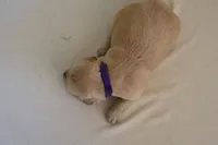 “Purple”, a female Golden Retriever for sale in Happy Valley, OR – 4 of 10