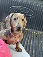 Bella, a female Miniature Dachshund for sale in Desoto, TX – 5 of 8