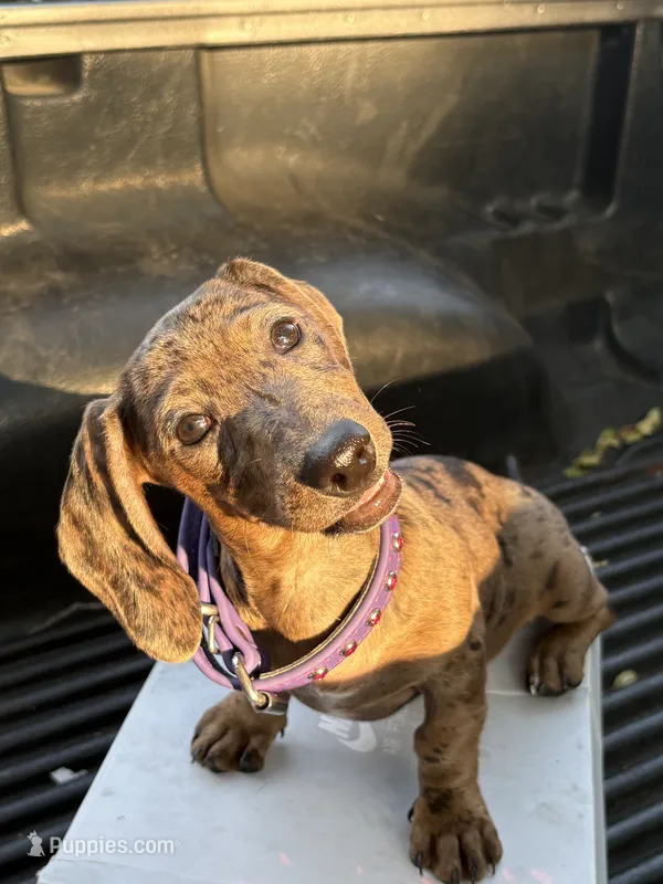 Bella – Miniature Dachshund puppy for sale in Desoto, TX