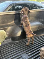 Bella, a female Miniature Dachshund for sale in Desoto, TX – 3 of 8