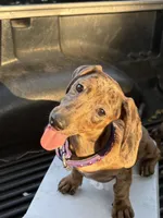 Bella, a female Miniature Dachshund for sale in Desoto, TX – 2 of 8