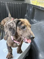 Bella, a female Miniature Dachshund for sale in Desoto, TX – 4 of 8