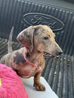 Bella, a female Miniature Dachshund for sale in Desoto, TX – 7 of 8