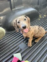 Bella, a female Miniature Dachshund for sale in Desoto, TX – 6 of 8