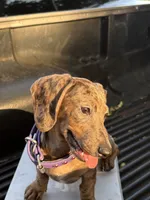 Bella, a female Miniature Dachshund for sale in Desoto, TX – 8 of 8