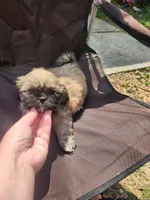 Ryder, a male Shih Tzu for sale in Cullman, AL – Photo 9 of 9