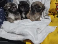 Ryder, a male Shih Tzu for sale in Cullman, AL – Photo 6 of 9