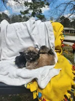 Ryder, a male Shih Tzu for sale in Cullman, AL – Photo 3 of 9