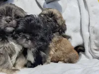 Ryder, a male Shih Tzu for sale in Cullman, AL – Photo 5 of 9