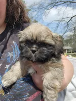 Ryder, a male Shih Tzu for sale in Cullman, AL – Photo 8 of 9