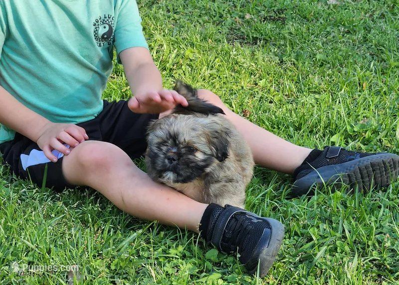 Ryder – Shih Tzu puppy for sale in Cullman, AL