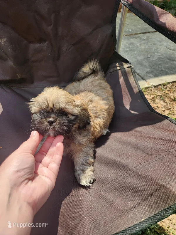 Ryder – Shih Tzu puppy for sale in Cullman, AL