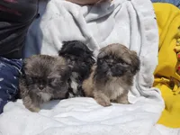 Ryder, a male Shih Tzu for sale in Cullman, AL – Photo 4 of 9