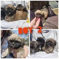 Ryder, a male Shih Tzu for sale in Cullman, AL – Photo 7 of 9