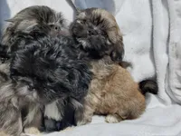 Ryder, a male Shih Tzu for sale in Cullman, AL – Photo 2 of 9