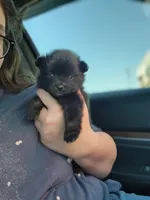 Boy 1, a male Pomeranian for sale in Cullman, AL – 5 of 5