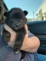 Boy 1, a male Pomeranian for sale in Cullman, AL – 3 of 5