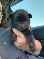 Boy 1, a male Pomeranian for sale in Cullman, AL – 2 of 5