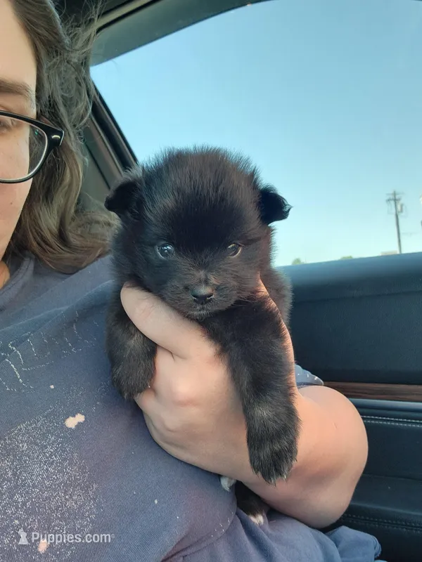 Boy 1 – Pomeranian puppy for sale in Cullman, AL