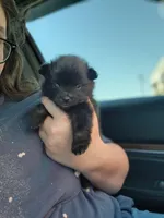 Boy 1, a male Pomeranian for sale in Cullman, AL – 4 of 5