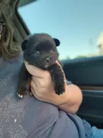 Boys 2 , a male Pomeranian for sale in Cullman, AL – 1 of 3