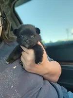 Boys 2 , a male Pomeranian for sale in Cullman, AL – 2 of 3
