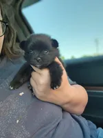 Boys 2 , a male Pomeranian for sale in Cullman, AL – 3 of 3