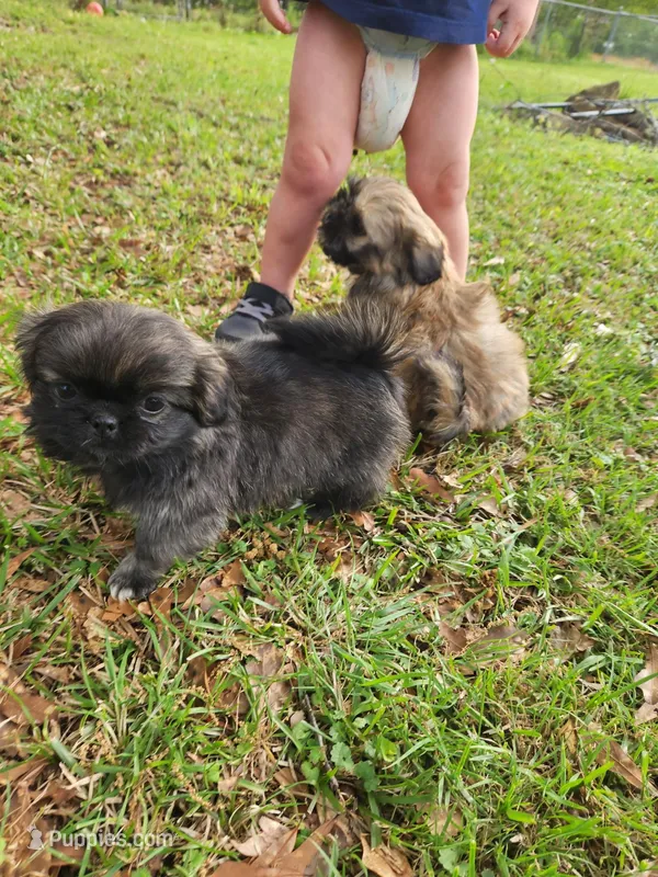 Bella – Shih Tzu puppy for sale in Cullman, AL