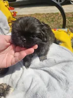Bella, a female Shih Tzu for sale in Cullman, AL – Photo 4 of 5