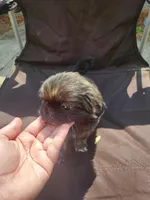 Bella, a female Shih Tzu for sale in Cullman, AL – Photo 2 of 5